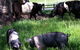 Hurlfield Farm Cottage - thumb 2