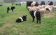 Hurlfield Farm Cottage - thumb 3