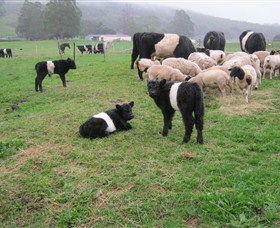Hurlfield Farm Cottage - Caravan Park Accommodation 3