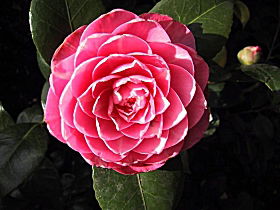 Cloverlea Gardens Bed And Breakfast - Tourism Listing 0