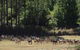 Springfield Deer Farm - thumb 1