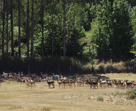 Springfield Deer Farm - Caravan Park Accommodation 1