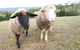 Highfields Country Cottages - thumb 14