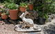 Olinda Country Cottages - thumb 4