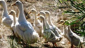 Duck Duck Goose Bed And Breakfast - Victoria Tourism 0