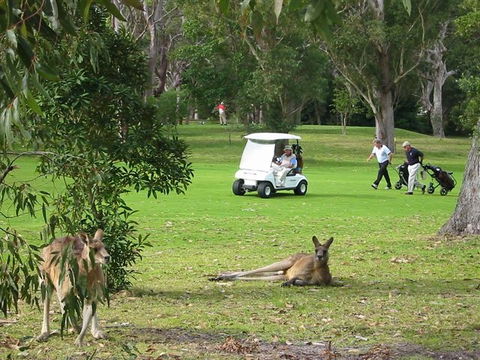 Nelson Bay Golf Club - Tourism Listing 6