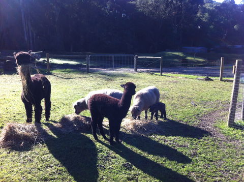 Lalee Farm - Caravan Park Accommodation 2