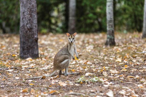 Carnarvon National Park Camping - Victoria Tourism 2