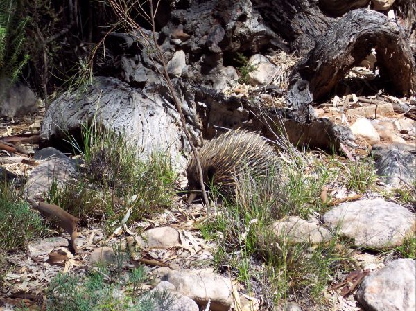 Beetaloo Grove