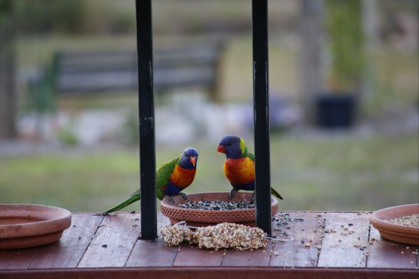 BellbirdHill Bed and Breakfast Logo and Images