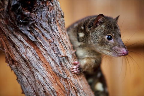 Great Ocean Ecolodge - Victoria Tourism 4