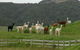 Alpaca Farmstay - thumb 3
