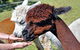 Miners Arms Alpaca Farmstay Bed And Breakfast - thumb 3