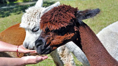 Miners Arms Alpaca Farmstay Bed And Breakfast - Accommodation New Zealand 3