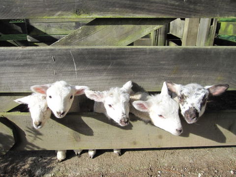 Our Farm.NZ - Accommodation New Zealand 0