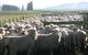 Ludlow Farmstay And B&B  - thumb 7
