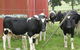 Ludlow Farmstay And B&B  - thumb 8