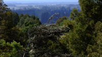 The Lookout Peel Forest