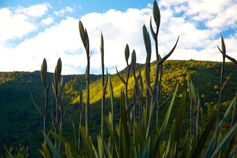 Bush Suites At The Resurgence - Accommodation New Zealand 21