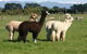 Petes Farm Stay B&B - thumb 0