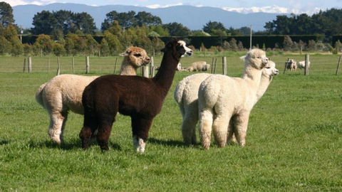 Petes Farm Stay B&B - Accommodation New Zealand 0