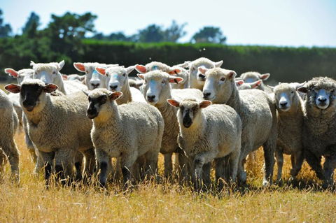 Petes Farm Stay B&B - Accommodation New Zealand 5