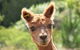 Pukeatua Farmstay - thumb 0