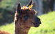 Pukeatua Farmstay - thumb 6