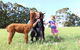 Pukeatua Farmstay - thumb 7