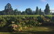 The Crib On Legacy Vineyard - thumb 1