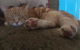 Fat Cat Backpackers Community - thumb 2