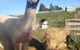 Gumtree Farmstay - thumb 1