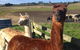Gumtree Farmstay - thumb 0