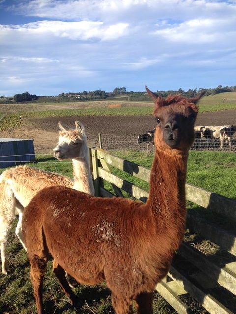 Gumtree Farmstay - Accommodation New Zealand 0