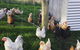 Gumtree Farmstay - thumb 3