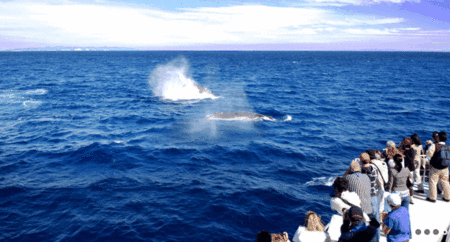 Brisbane Whale Watching - thumb 1