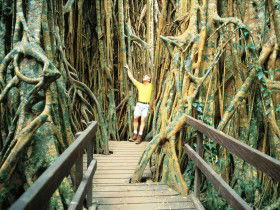 Curtain Fig Tree - Holiday Sydney 0