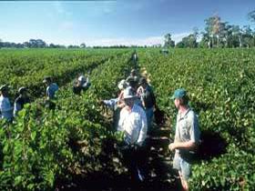 Padthaway Estate Winery - Accommodation Australia 1
