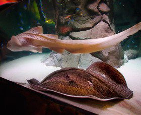 SEA LIFE Sydney Aquarium - thumb 4