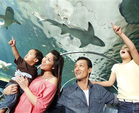 SEA LIFE Sydney Aquarium - thumb 7