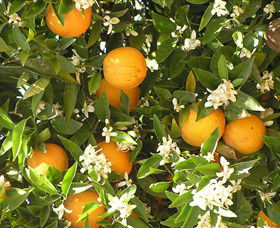 Orange World Logo and Images