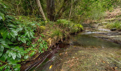 Nowendoc National Park - Accommodation Australia 2