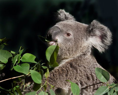 Koala Transfers - Casino Accommodation 0