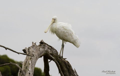 Melbourne Birding Tours - Holiday Jervis Bay 6