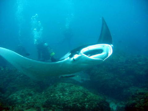 Kirra Dive “On The Tweed” - Attractions Perth 3