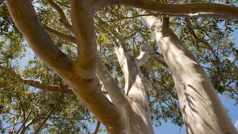 Lindsay Pryor Walk, Australian National University - Wagga Wagga Accommodation 0