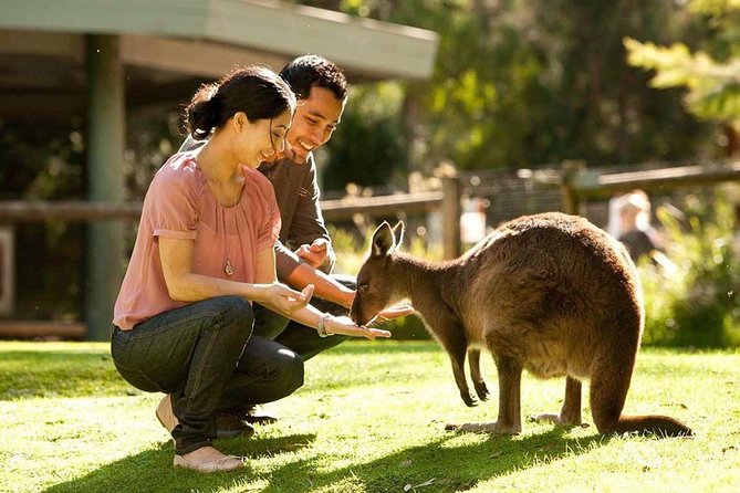 Very Best Of Perth Tour - Wildlife Park & City Highlights Tour - thumb 0