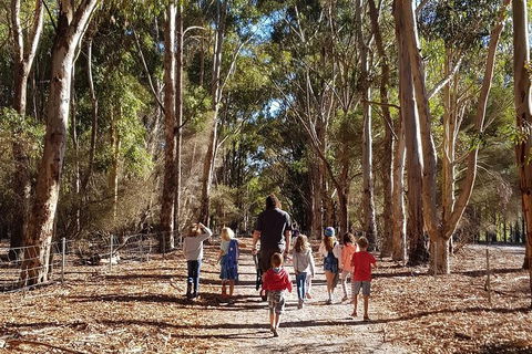 7 Hour Full Day Tour: Morning Tea, Chocolate, Olives, 3 Wineries & Lunch - Byron Bay Accommodation 21
