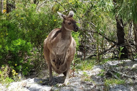 7 Hour Full Day Tour: Morning Tea, Chocolate, Olives, 3 Wineries & Lunch - Byron Bay Accommodation 22