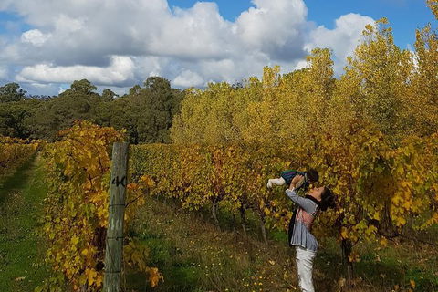 7 Hour Full Day Tour: Morning Tea, Chocolate, Olives, 3 Wineries & Lunch - Byron Bay Accommodation 20